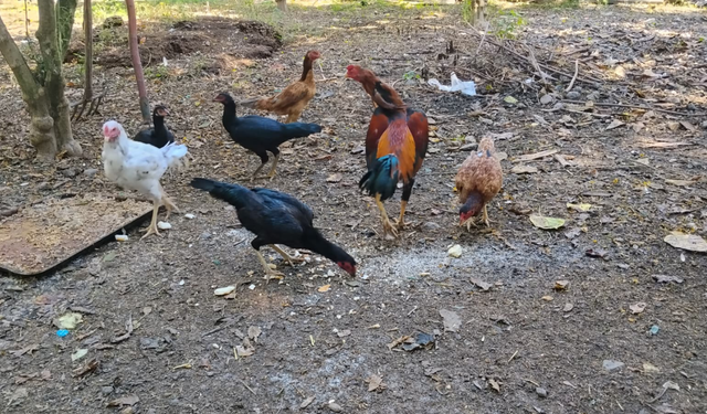 Osmaniye’de Doğallık Kümeste Başlıyor