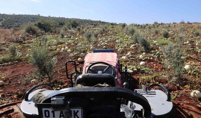 Tescilli Beyaz Kabak Hasadı Neden Gecikti