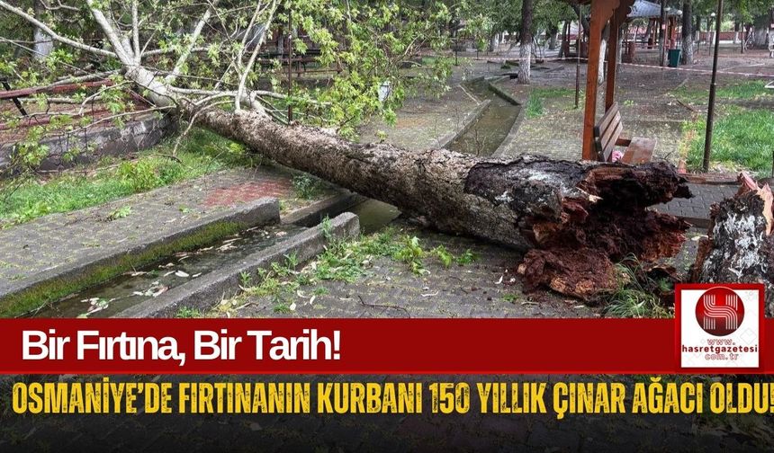 Osmaniye'de Yaşanan Fırtınada 150 Yıllık Çınar Devrildi!