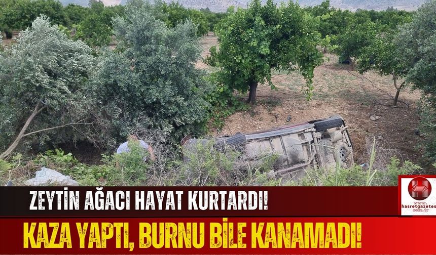 Emniyet Kemeri ve Zeytin Ağacı Canını Kurtardı!
