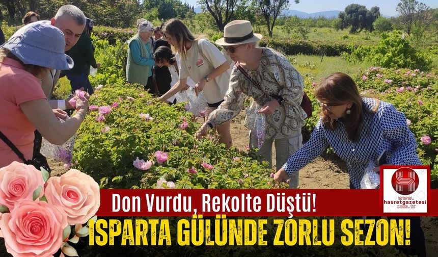 Güllerin Başkenti Isparta'da Hasat Coşkusu Başladı!