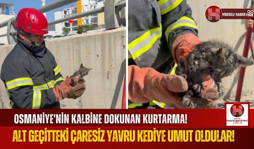 Osmaniye'de Alt Geçitte Sıkışan Kedi Yavrusu Kurtarıldı!