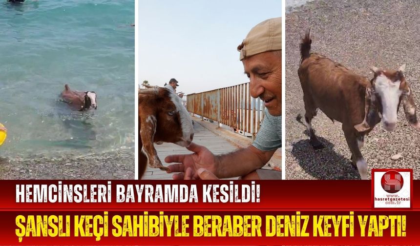 Karamel İsimli Oğlak , Sahibiyle Beraber Deniz Keyfi Yaptı!