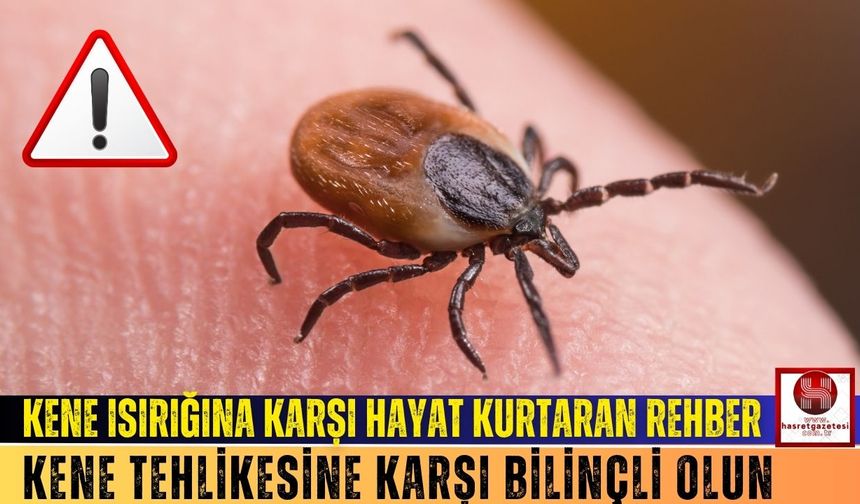 Kene Isırığı Durumunda Hayat Kurtaran Adımlar