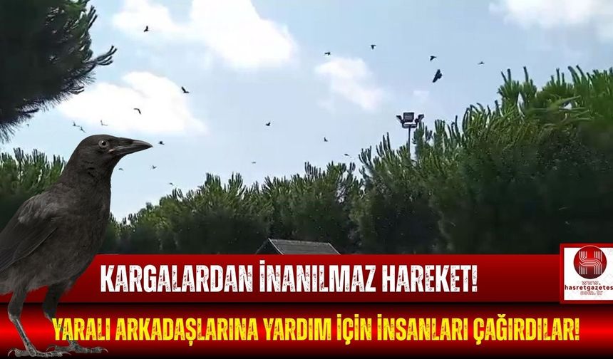 Kargalardan Akıl Almaz Davranış!