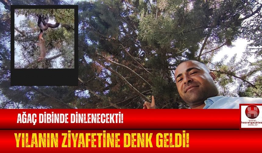 Dinlenmek İstedi, Yılan Ziyafetine Denk Geldi!