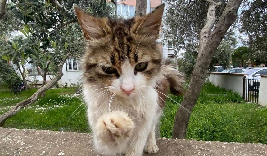 Osmaniye’de Barınaktan Hayvan Sahiplenme Şartları Neler?