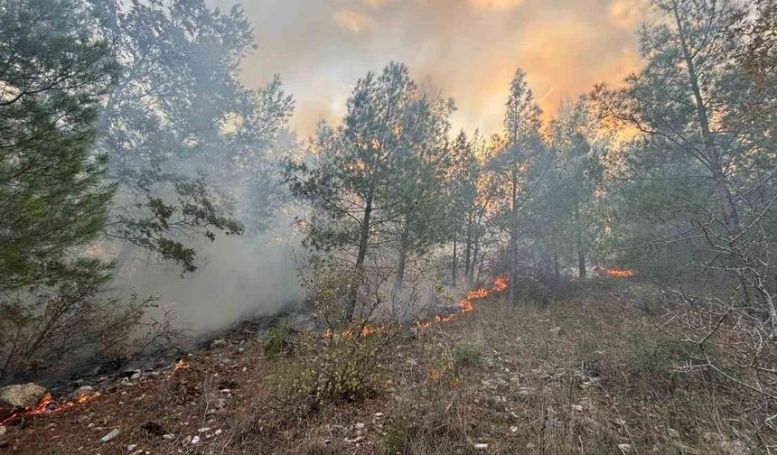 Orman Yangını Kısa Sürede Kontrol Altına Alındı