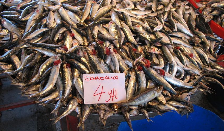 Sardalyanın mucizevi faydaları: Çok şaşıracaksınız