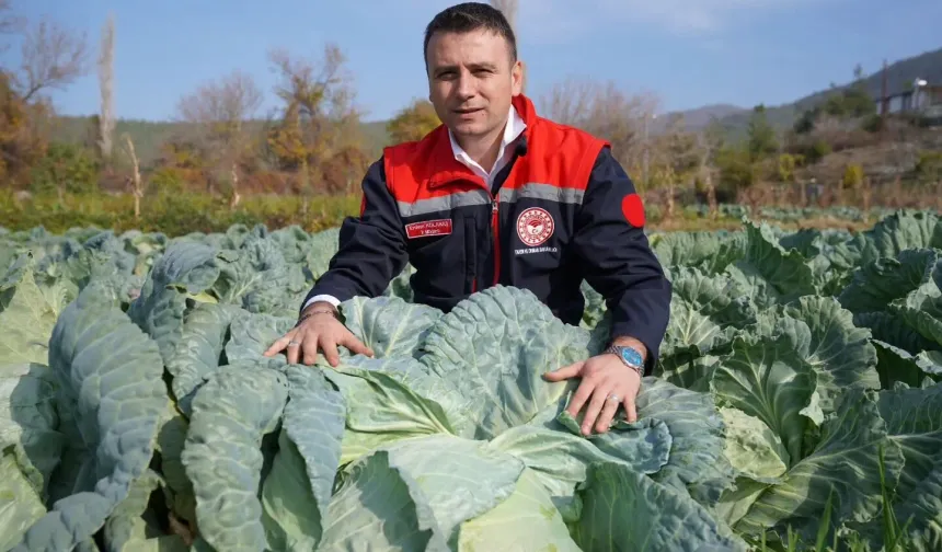 Hasanbeyli’de Ata Tohumuyla Yetiştirilen Lahanalarda Bereketli Hasat