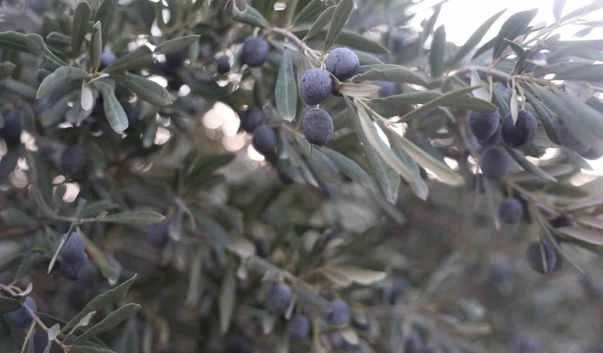 Zeytin mi, Kömbe mi, Turşu mu? Osmaniye’de Evlerin Baştacı Belli Oldu!