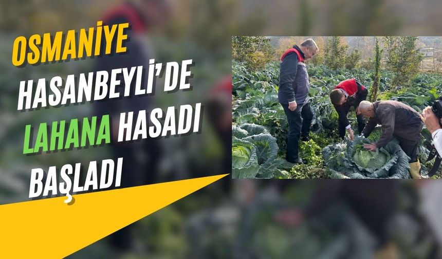 Osmaniye Hasanbeyli’de lahana hasadı başladı