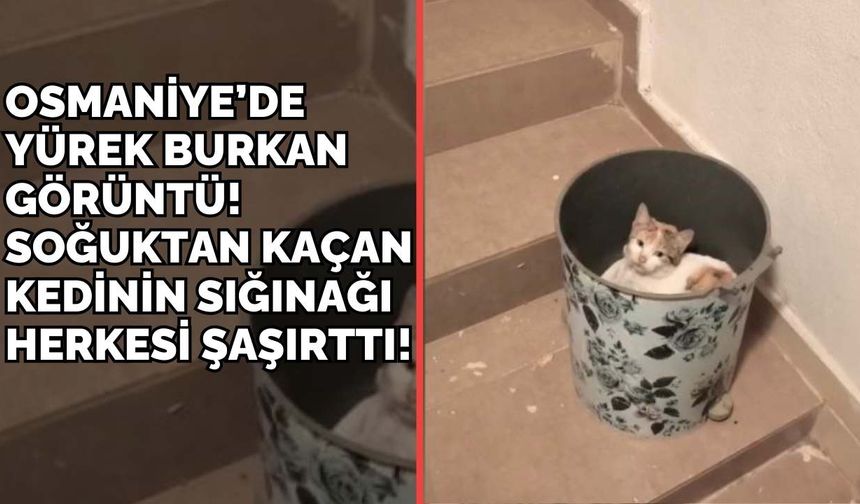 Osmaniye’de Yürek Burkan Görüntü! Soğuktan Kaçan Kedinin Sığınağı Herkesi Şaşırttı!