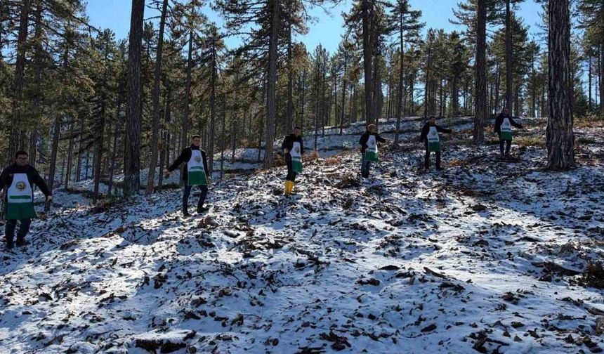 Saimbeyli’de karaçam ormanları doğal yöntemlerle yenileniyor