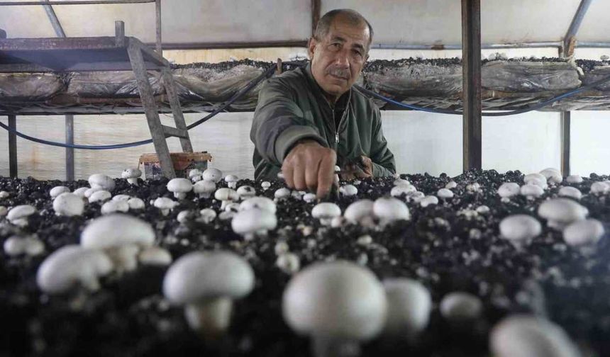 Ahırda Başladı, 3 Çadırla Büyüdü