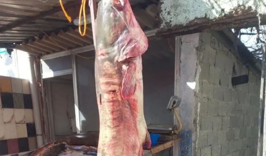 Düziçi’nde 2 metrelik dev yayın balığı görenleri şaşırttı