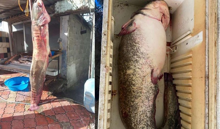 Kilosu 500 TL Ama Kapış Kapış Gidiyor! Osmaniye'de Ağlara Öyle Bir Şey Takıldı Ki...