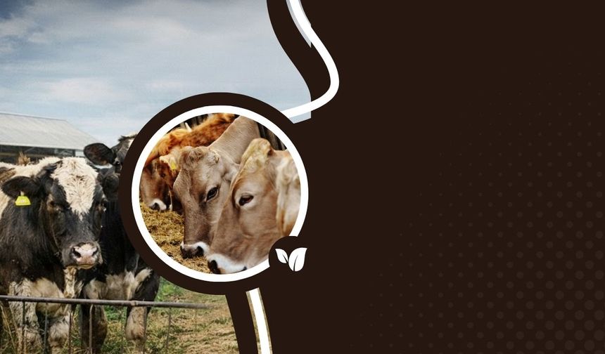 Osmaniye’de Besicilere Kritik İthalat Uyarısı: Başvuru Şartları Değişti