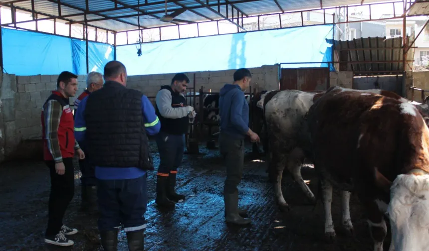 Osmaniye’de 2026 Şap Hastalığı Mücadele Programı Kapsamında Sero-Surveyans Çalışmaları Başlatıldı