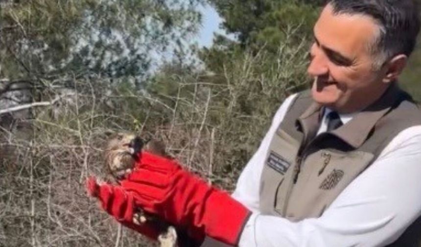 Osmaniye’de Tedavileri Tamamlanan 2 Şahin Doğaya Salındı