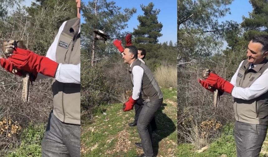 Osmaniye’de Tedavisi Tamamlanan Şahinler Doğaya Salındı