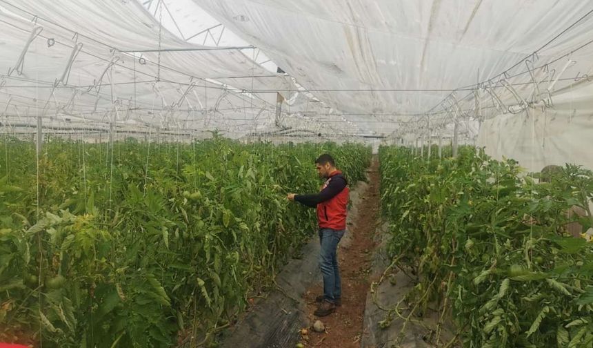 Osmaniyeli Üreticiler Dikkat! Yağış Sonrası Hastalık Riski Kapıda