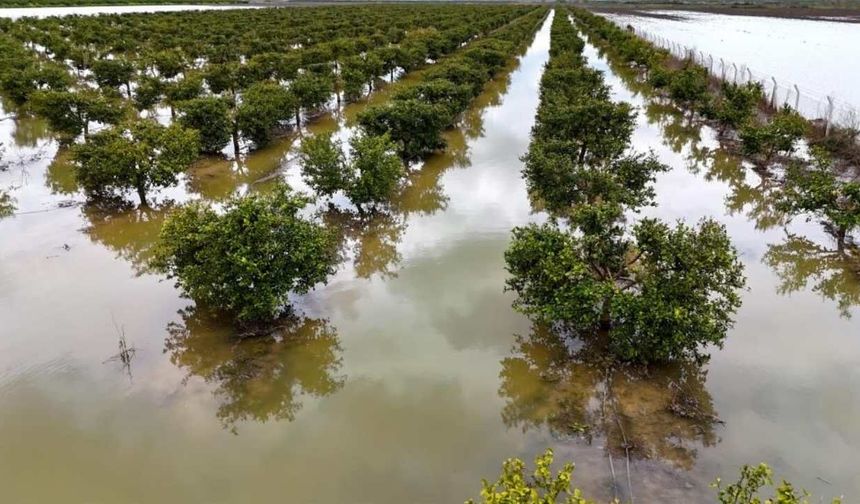 Çukurova’da sağanak tarımı vurdu Tarlalar sular altında