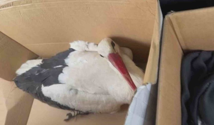 Hatay’da göç yolundaki leyleklere ateş açıldı