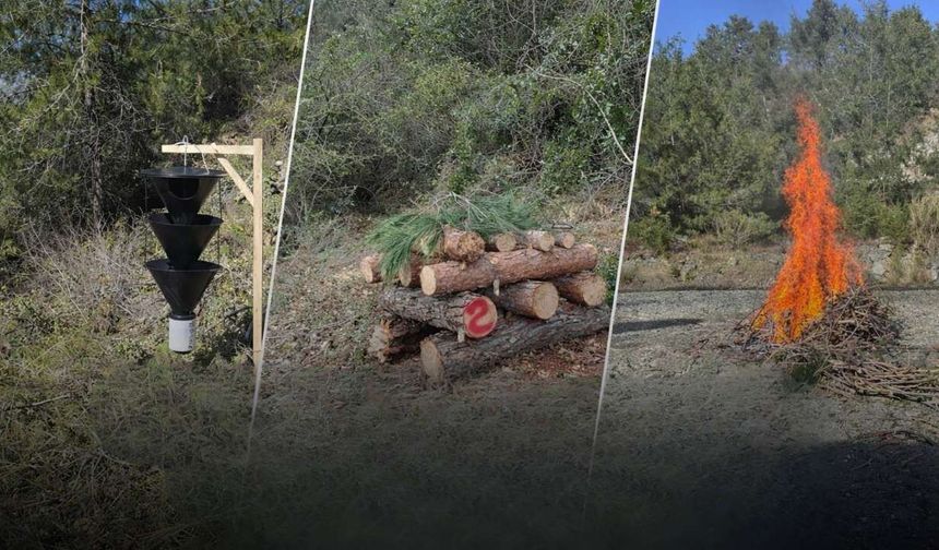 Osmaniye Orman İşletme'den Kabuk Böceği Operasyonu: 3 Zararlı Tür Tespit Edildi