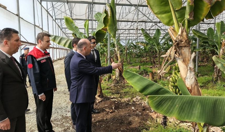 Osmaniye’nin "Sarı Altını" Sanayiden Yükseliyor: Tropikal Meyve Üretiminde Dev Adım!