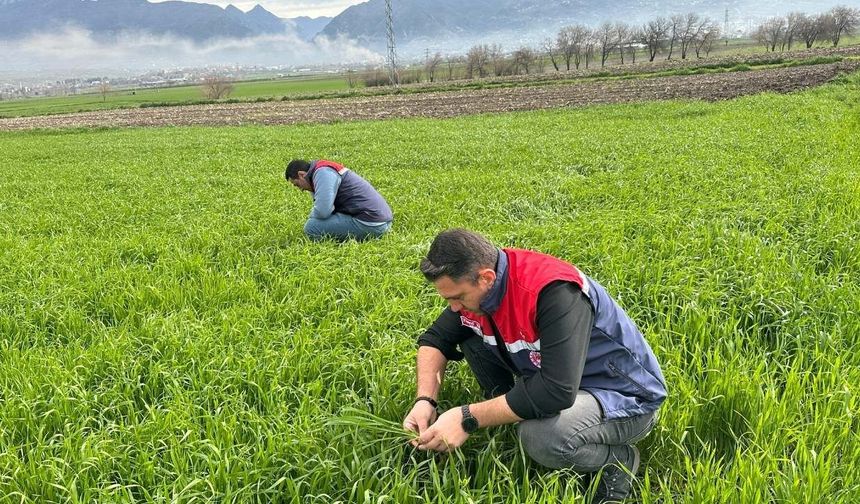 Osmaniye Tarımında Kritik Takip: Fenolojik Gözlemlerle Verim Garanti Altında