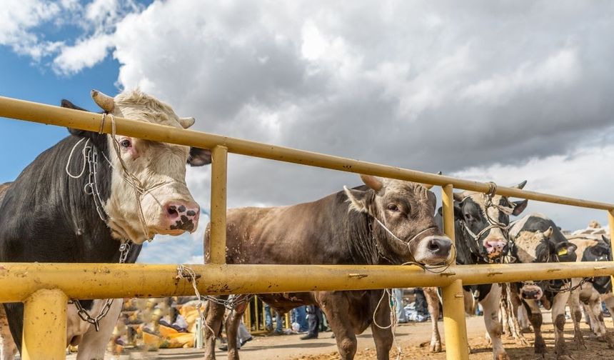 Kurban Seçerken Dikkat Edin! Kurban İbadetiniz Tehlikeye Girmesin