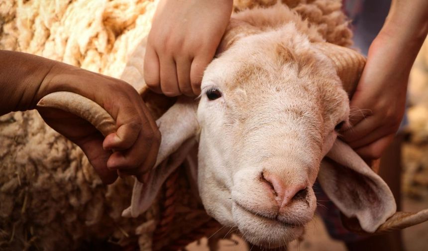 Osmaniye'de kurban fiyatları belli oldu mu? İşte beklenen fiyatlar