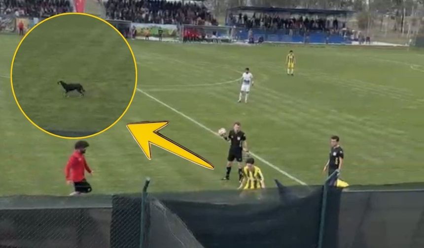 Osmaniye’de Maça Damga Vuran Misafir: Sahaya Giren Köpek Oyunu Durdurdu!