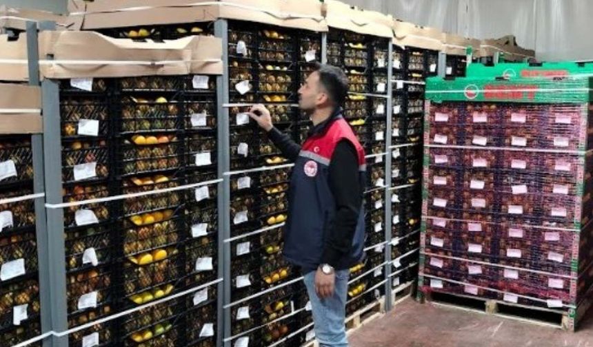 Osmaniye'den Dünya Sofralarına Güvenli İhracat: Zirai Karantina Denetimleri Aralıksız Sürüyor