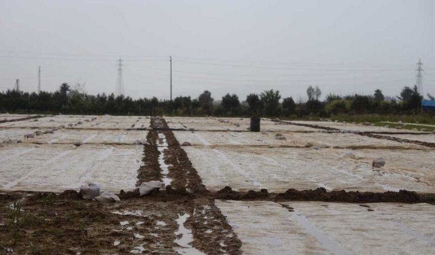 Amik Ovası’nda Dolu Kabusu: Hasat Yolundaki Kayısılar Dalında Vuruldu