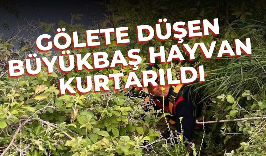 Gölete düşen büyükbaş hayvan kurtarıldı