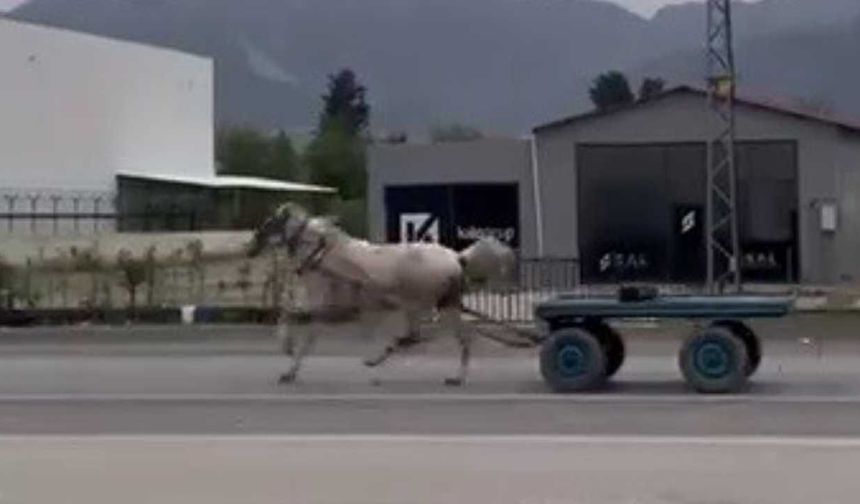Hatay’da trafikte başıboş at paniği
