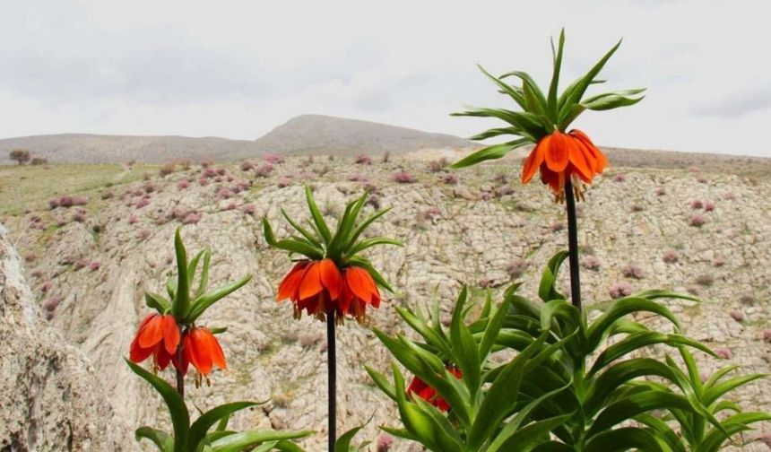 Kahramanmaraş'ta Onu Koparana 700 Bin TL Ceza!