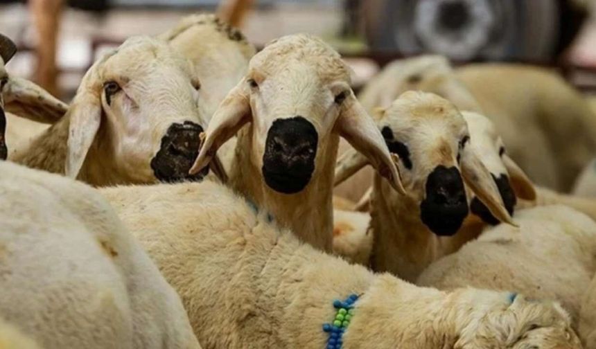 Kurbanlık Fiyatları Açıklandı! Osmaniye’de Kurbanlıklar Kaç TL Olacak?