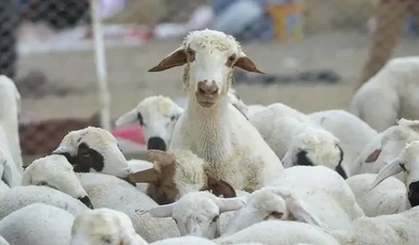 Osmaniye’de Küçükbaş Hayvancılığına Faizsiz Destek