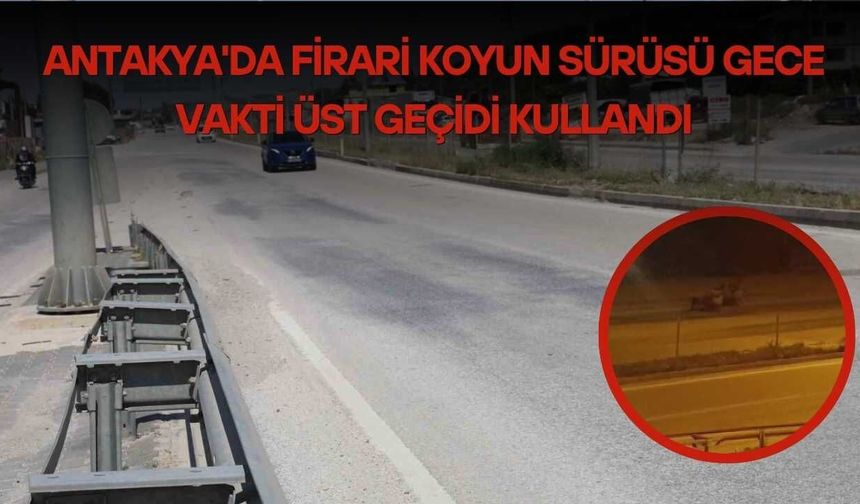 Antakya'da Firari Koyun Sürüsü Gece Vakti Üst Geçidi Kullandı