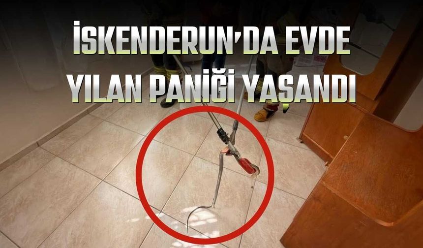 İskenderun’da Evde Yılan Paniği Yaşandı