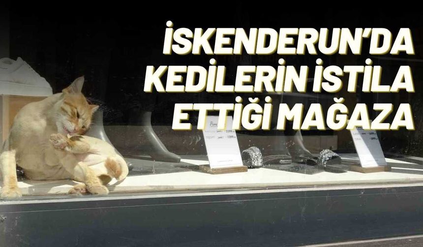 İskenderun’da Kedilerin İstila Ettiği Mağaza