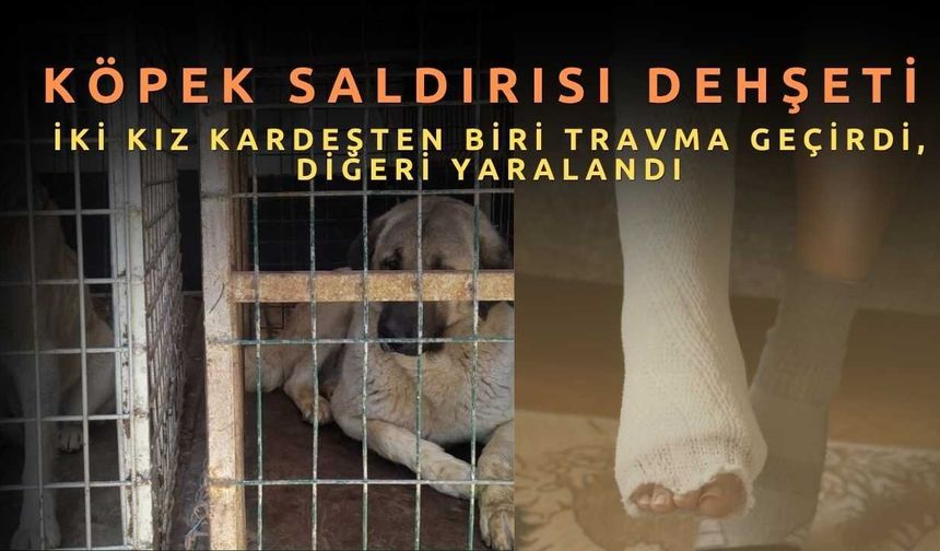 Köpek Saldırısı Dehşeti: İki Kız Kardeşten Biri Travma Geçirdi, Diğeri Yaralandı