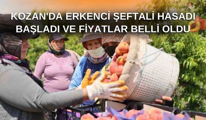 Adana Kozan'da Erkenci Şeftali Hasadı Başladı ve Fiyatlar Belli Oldu