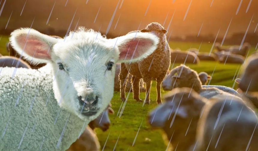 Kurban Bayramının İkinci Günü Neden Yağmur Yağar