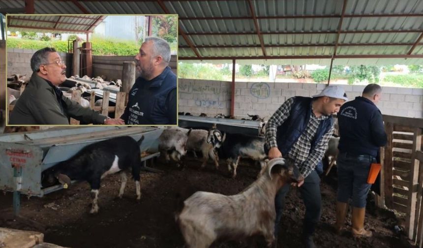 Kurban Pazarında Pazarlıklar Şimdiden Kızıştı!