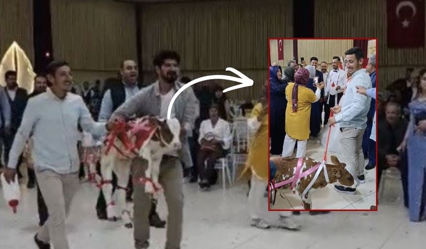 Osmaniye’de Düğünde Takılan Takı Herkesi Şoke Etti Salona Canlı Getirdiler!