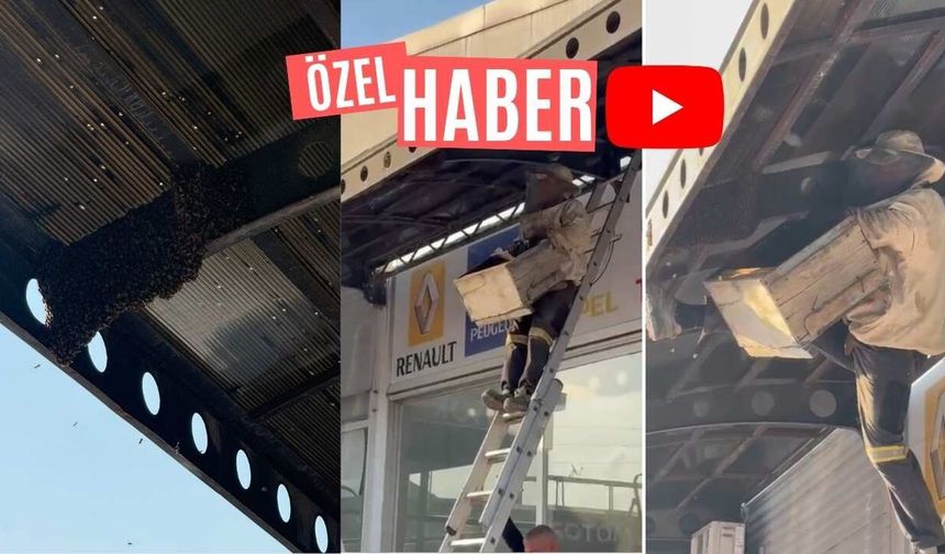 Osmaniye'de Dükkanını Arılar Bastı, O Anları Espriyle Anlattı: "İşçi Arıların Bayramı."